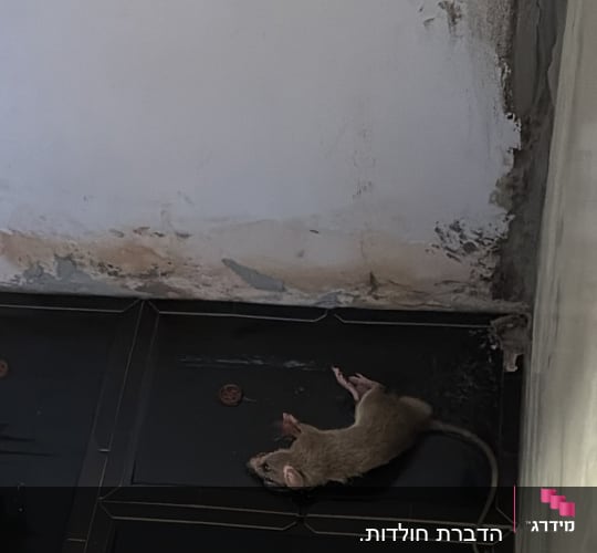 עכבר מת על רצפה ליד קיר מתקלף
